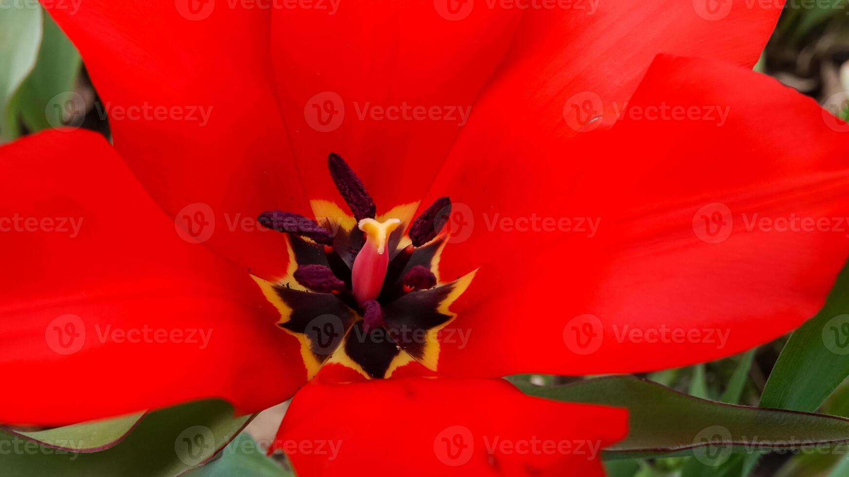 Close-up, Red tulips blooming in spring in the garden, botanical garden photo