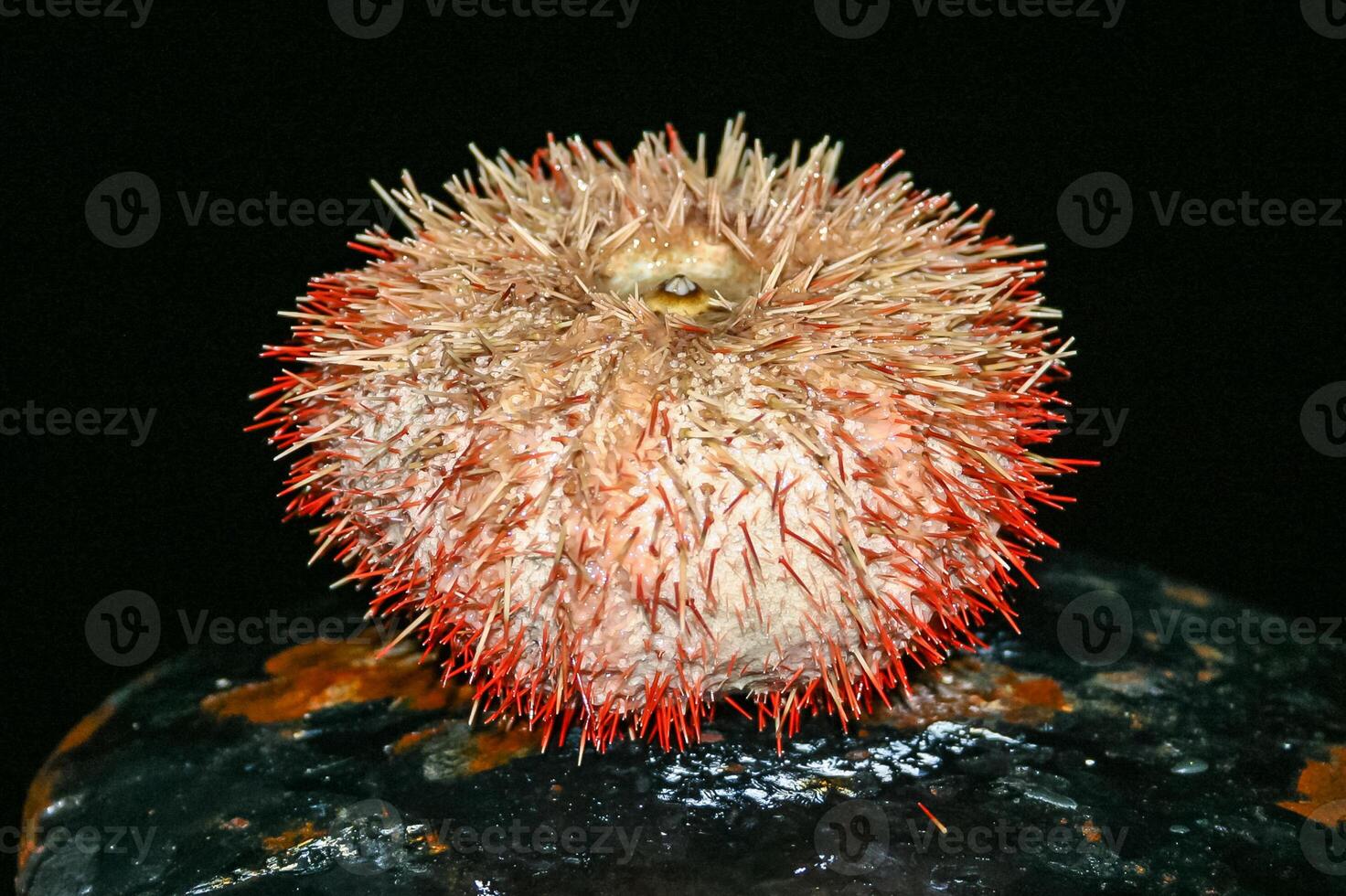 Sea urchin from the Red Sea, Egypt photo