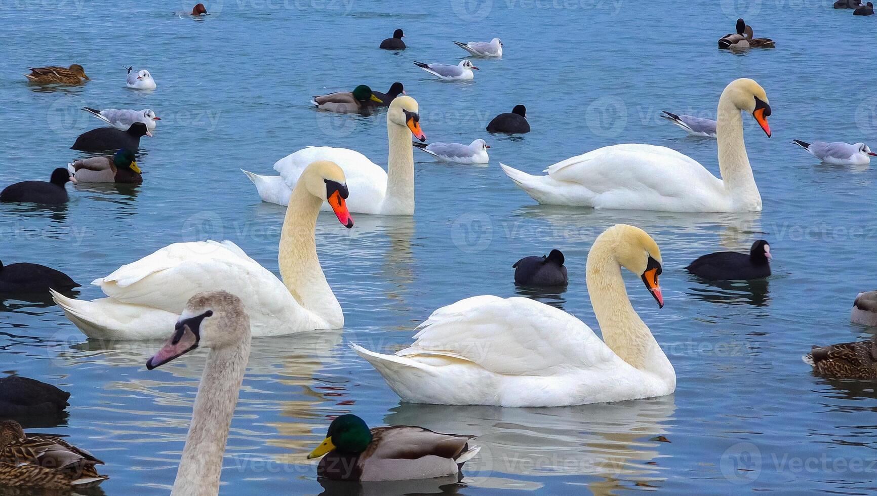 Birds of Europe. Mute swan Cygnus olor, gulls and ducks - wintering waterfowl in the Black Sea photo