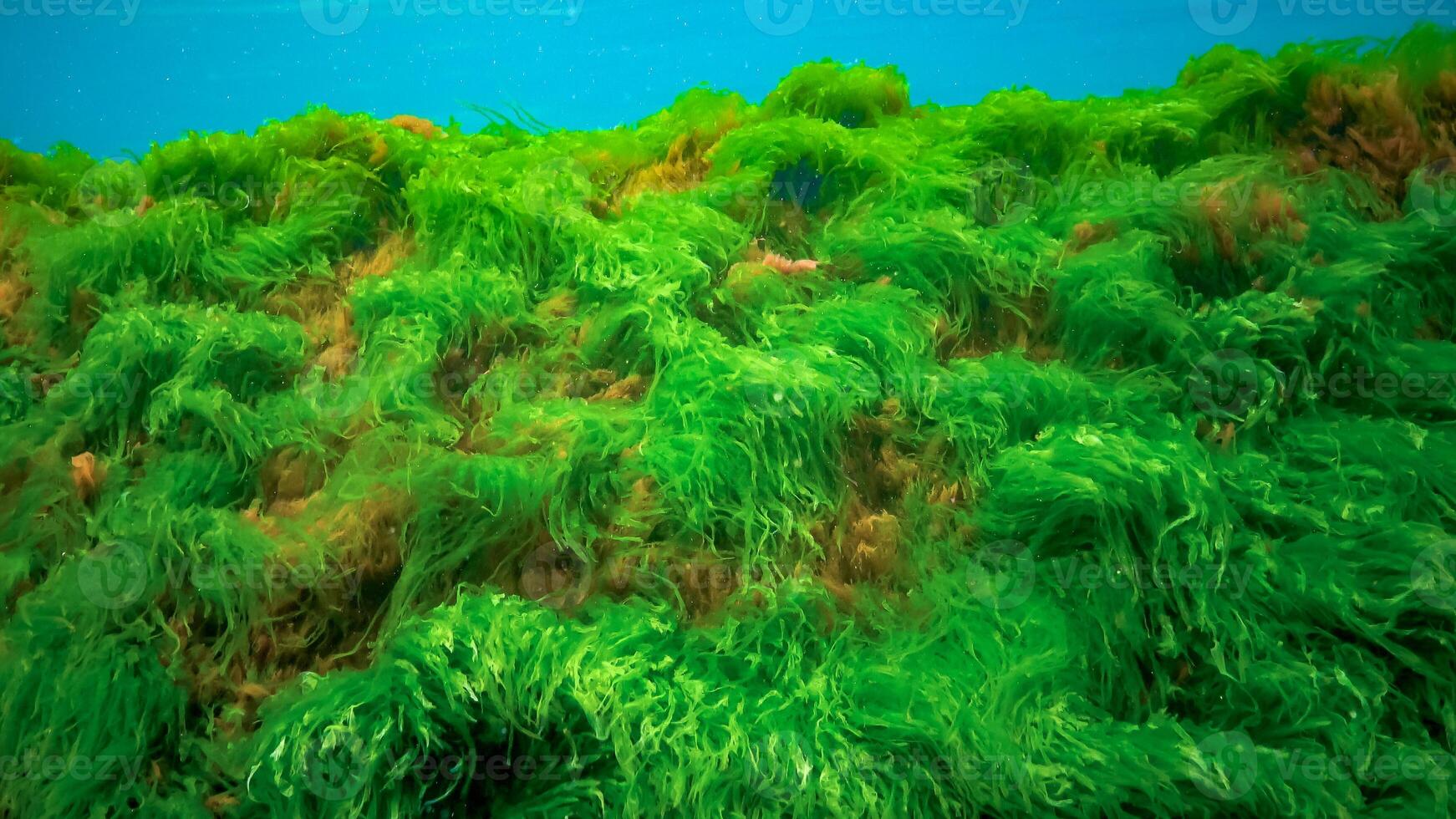 Underwater landscape, Black Sea. Green, red and brown algae on the seabed photo