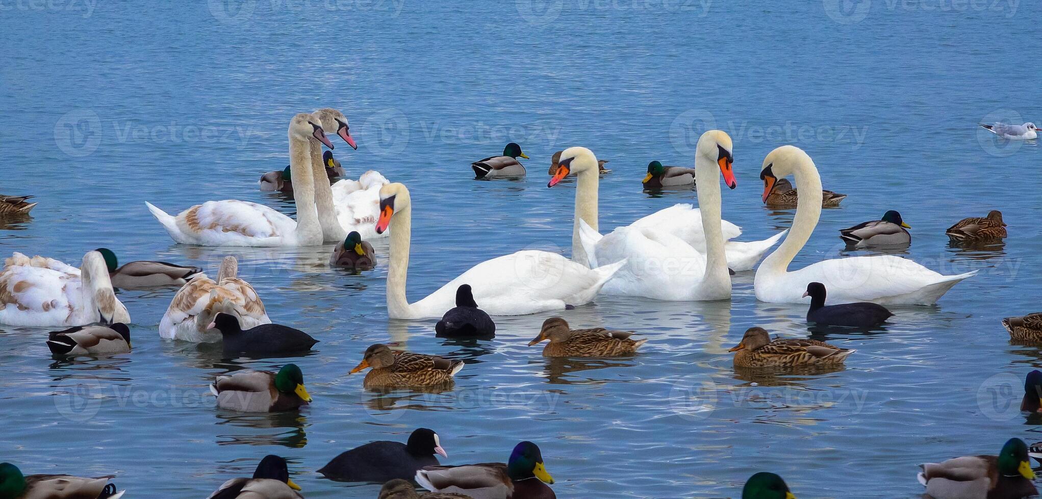 Birds of Europe. Mute swan Cygnus olor, gulls and ducks - wintering waterfowl in the Black Sea photo