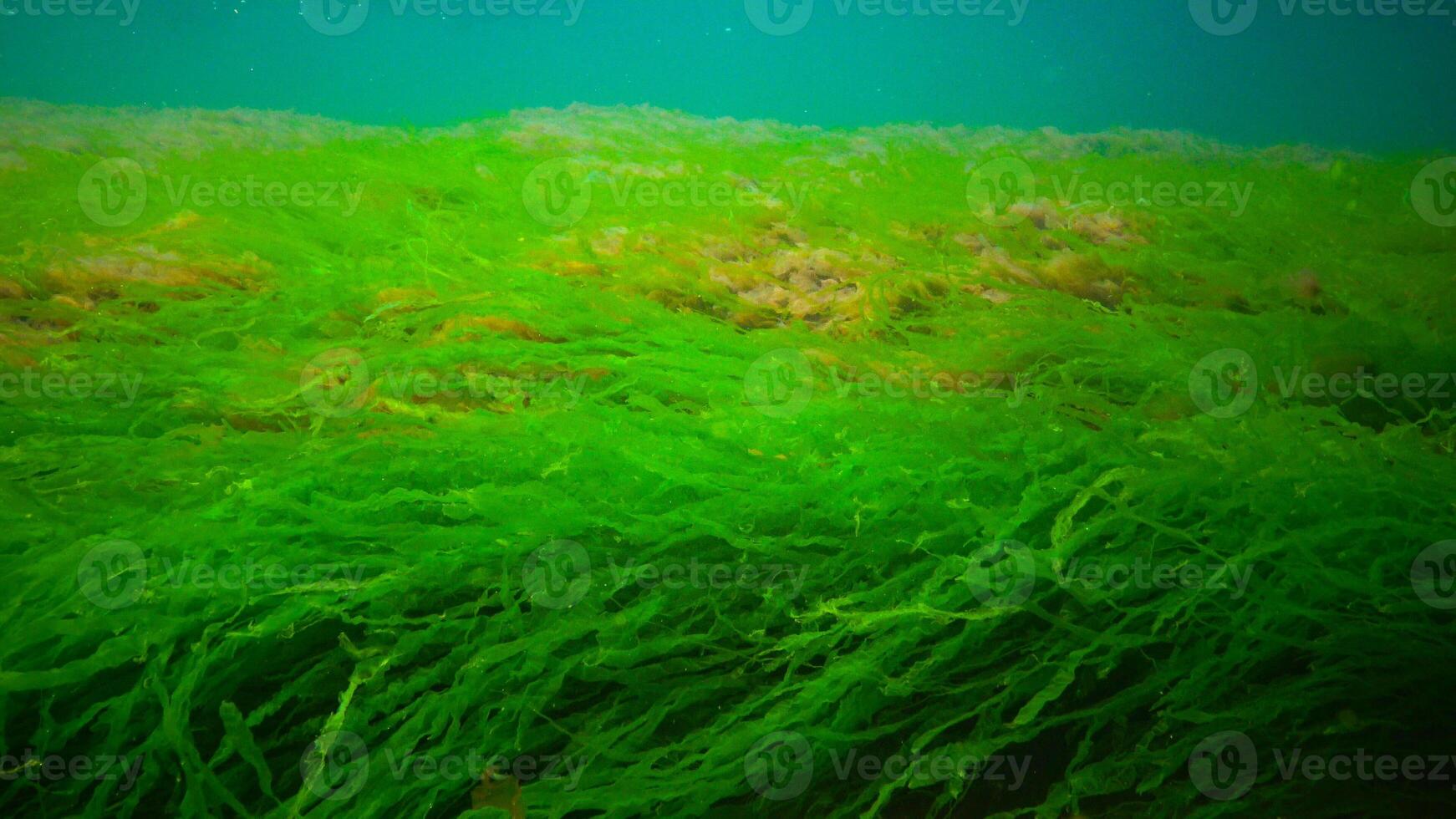 Underwater landscape, Black Sea. Green, red and brown algae on the seabed photo
