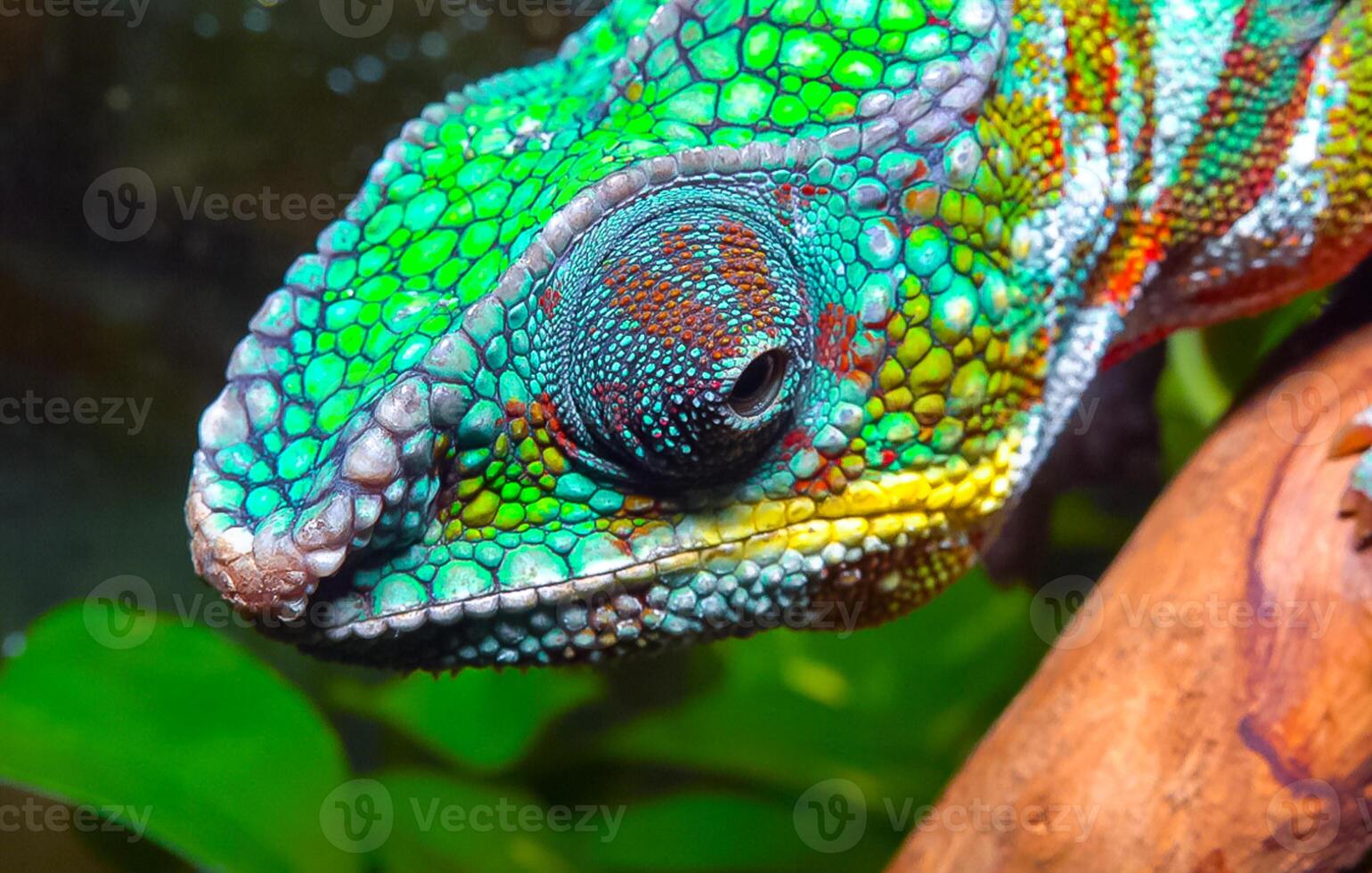 The graceful chameleon Chamaeleo gracilis, multi-colored chameleon in the stage of excitement in the terrarium photo
