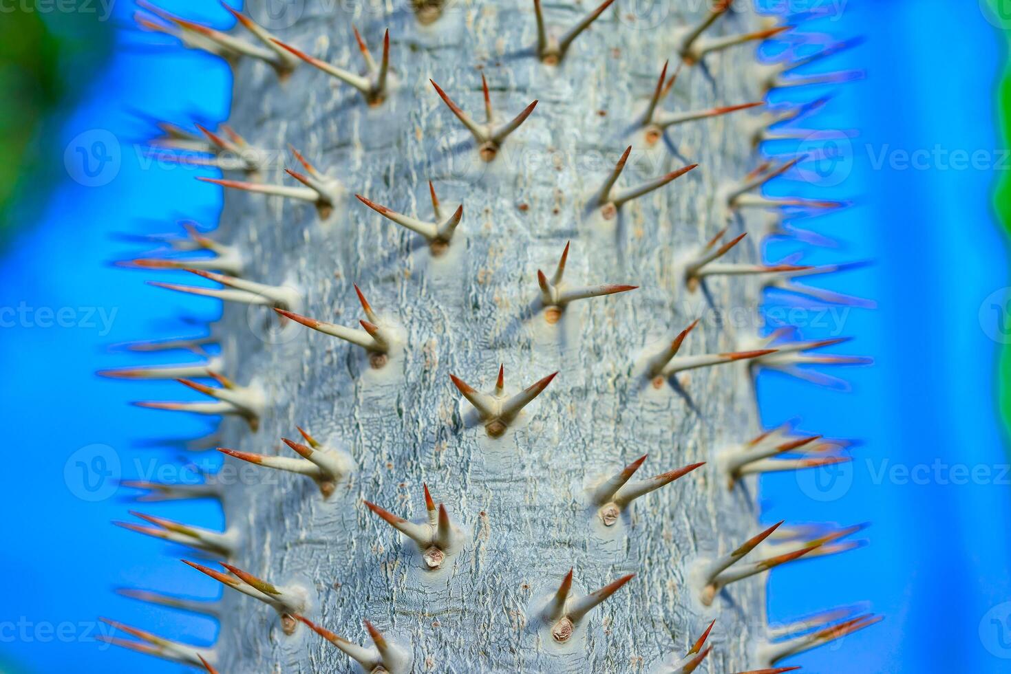 The thorny trunk of the tropical plant Pachypodium sp. in the greenhouse photo