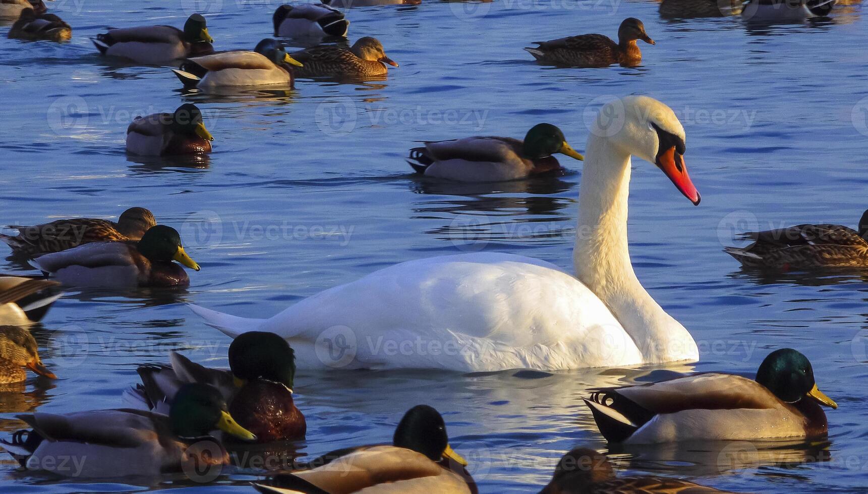 Birds of Europe. Mute swan Cygnus olor, gulls and ducks - wintering waterfowl in the Black Sea photo