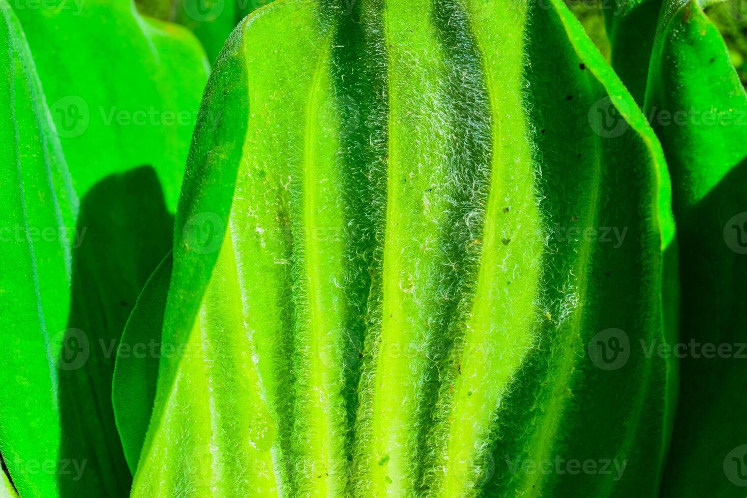The underside of a leaf of a floating plant Pistia stratiotes, covered with water-resistant hairs photo