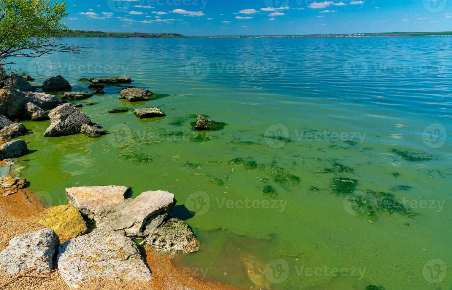 Eutrophication of the Khadzhibey estuary, blooms in the water of the blue-green algae Microcystis aeruginosa photo