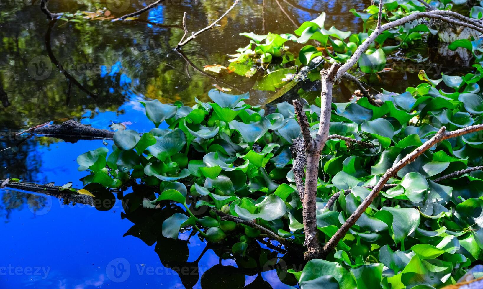 Pontederia crassipes Eichhornia crassipes, known as common water hyacinth swims among aquatic plants photo
