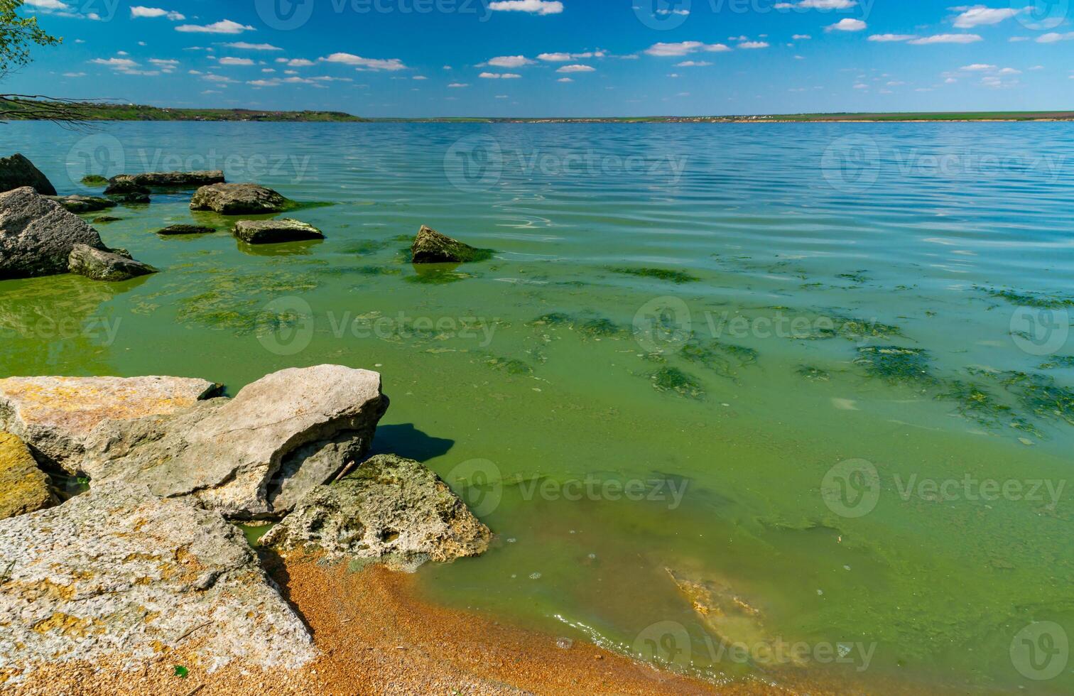 Eutrophication of the Khadzhibey estuary, blooms in the water of the blue-green algae Microcystis aeruginosa photo