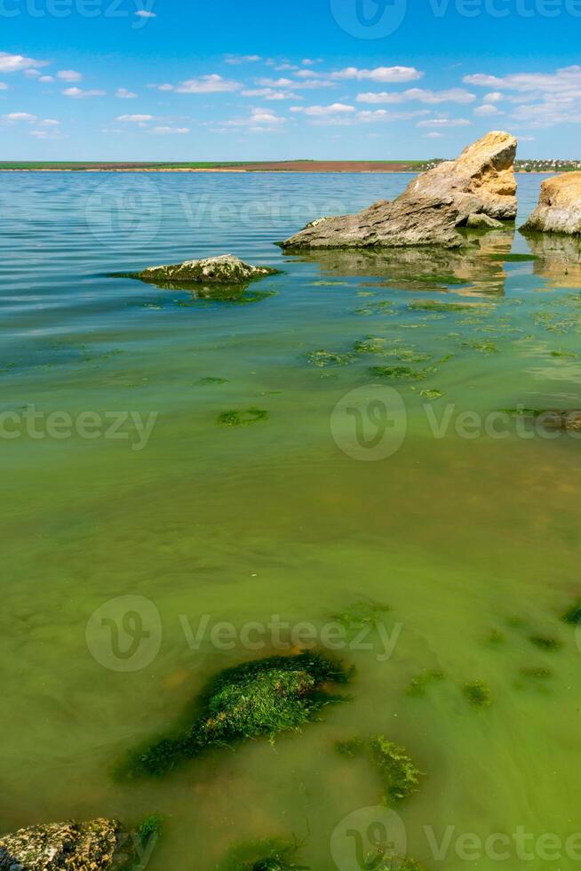 Eutrophication of the Khadzhibey estuary, blooms in the water of the blue-green algae Microcystis aeruginosa photo