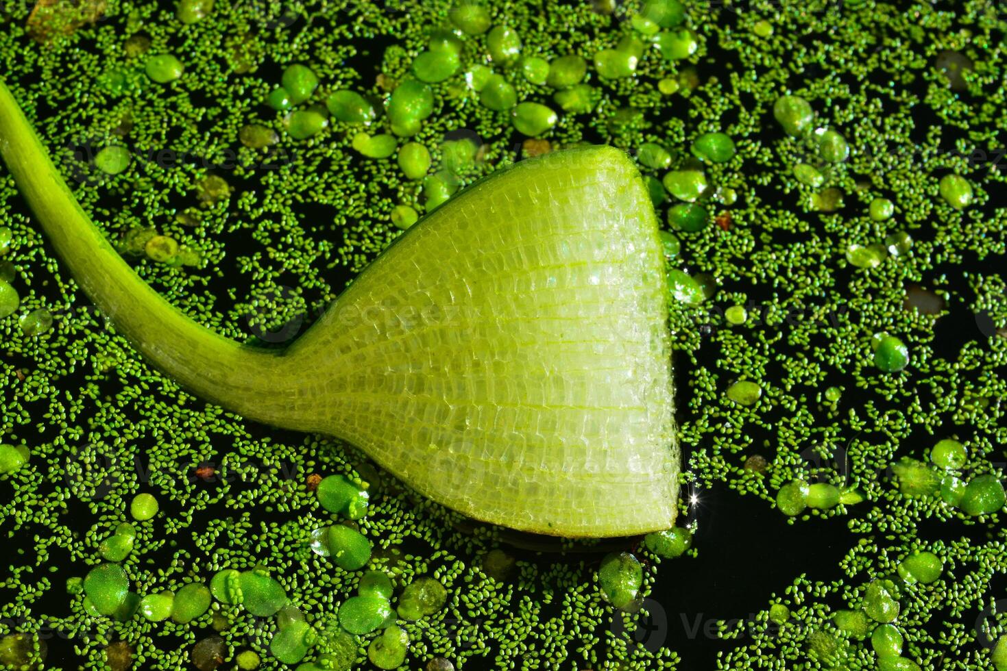 Cut Leaf with Air Cells of Floating Plant Pontederia crassipes Eichhornia crassipes photo