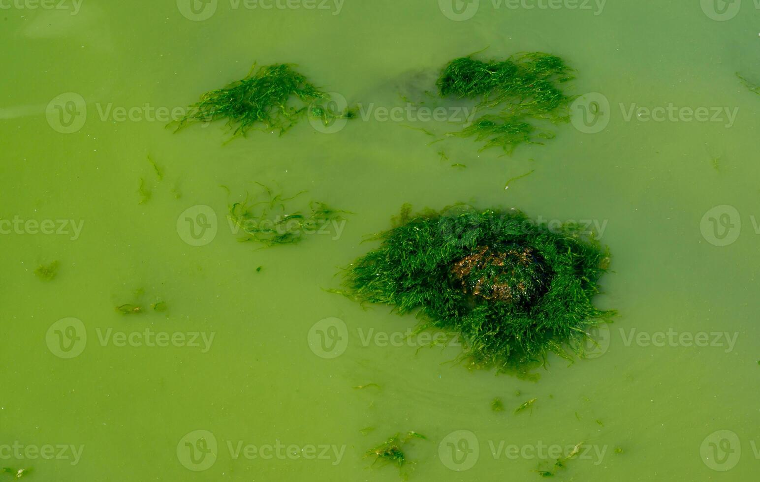 Eutrophication of the Khadzhibey estuary, blooms in the water of the blue-green algae Microcystis aeruginosa photo