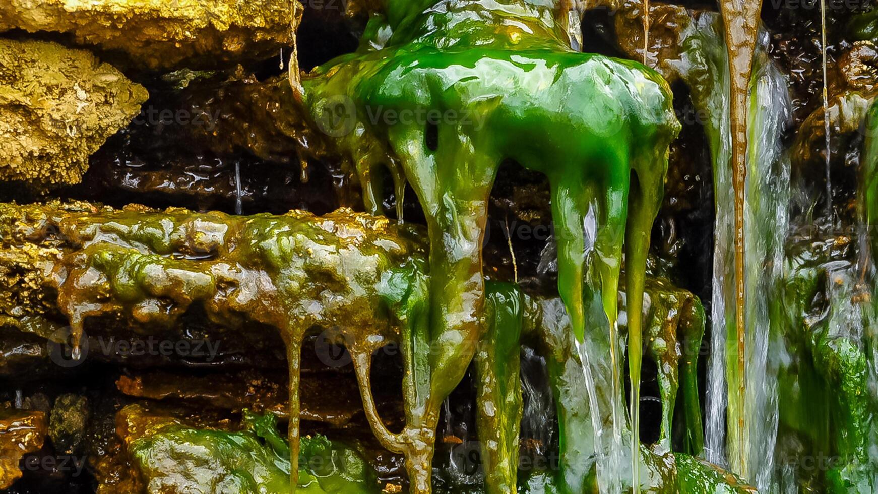 Green Algae Enteromorpha, Ulva grows in a small waterfall with salt water photo