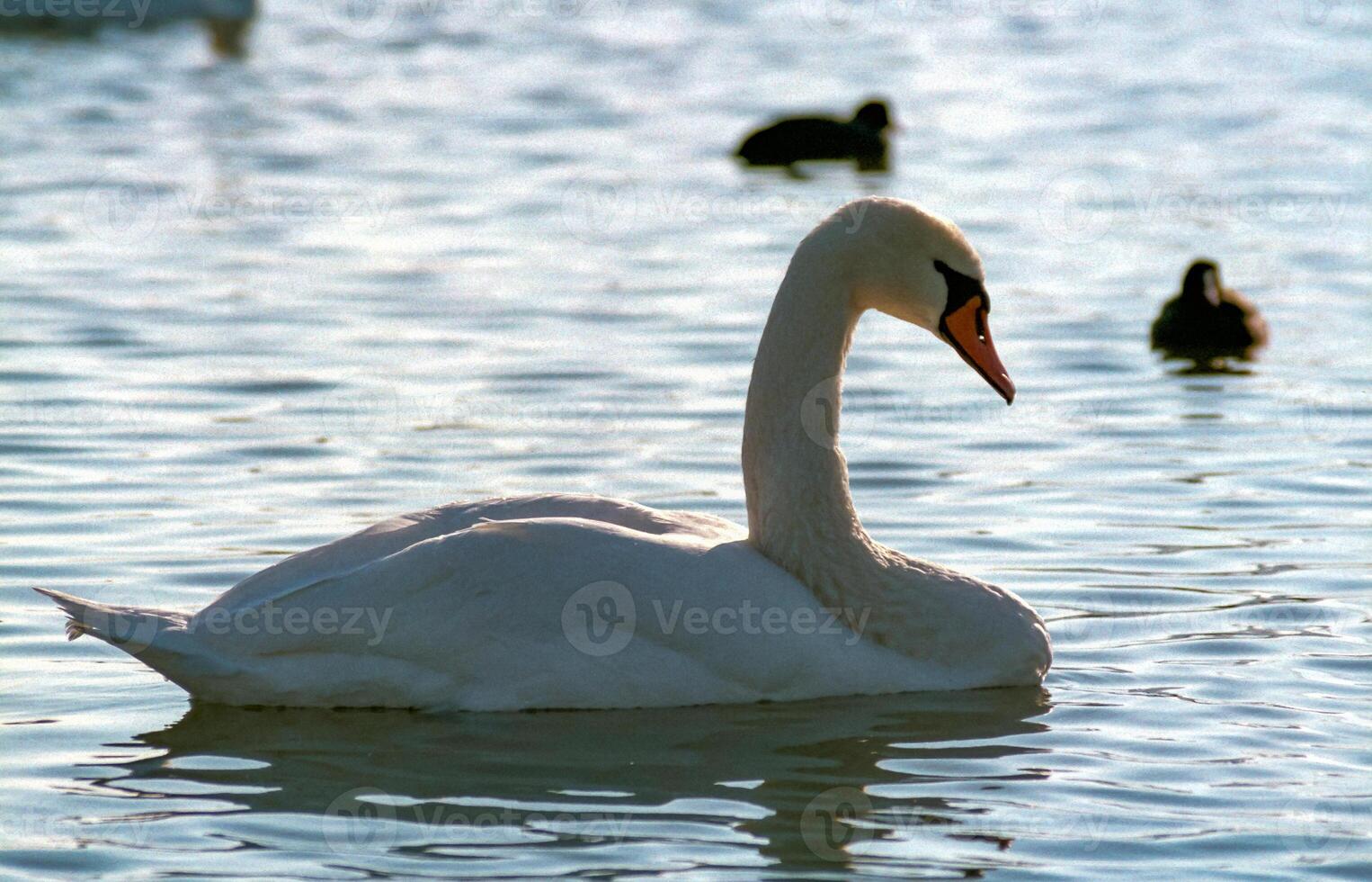 The mute swan Cygnus olor, an adult bird with a red beak swims in the sea photo