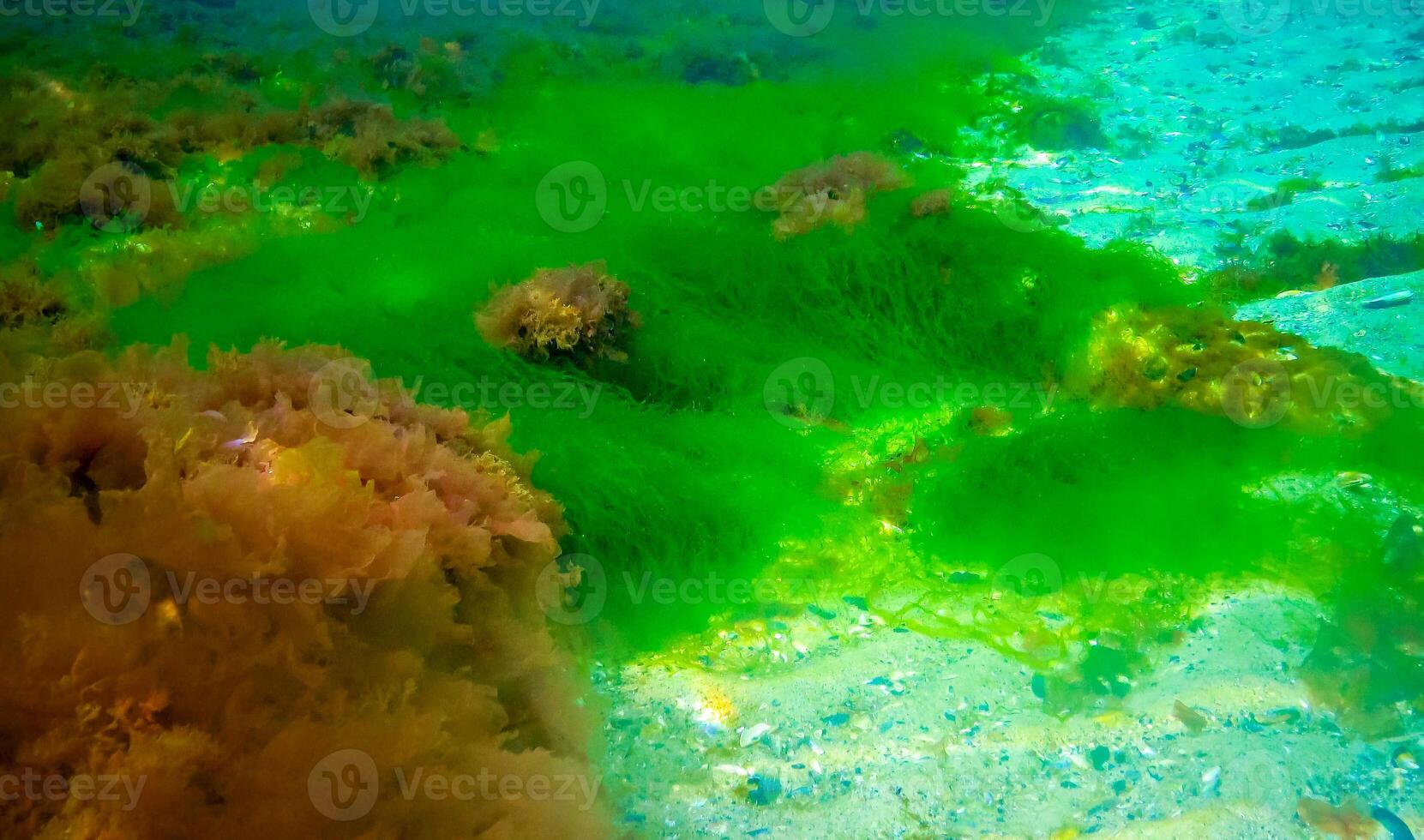 Underwater landscape, Black Sea. Green, red and brown algae on the seabed photo
