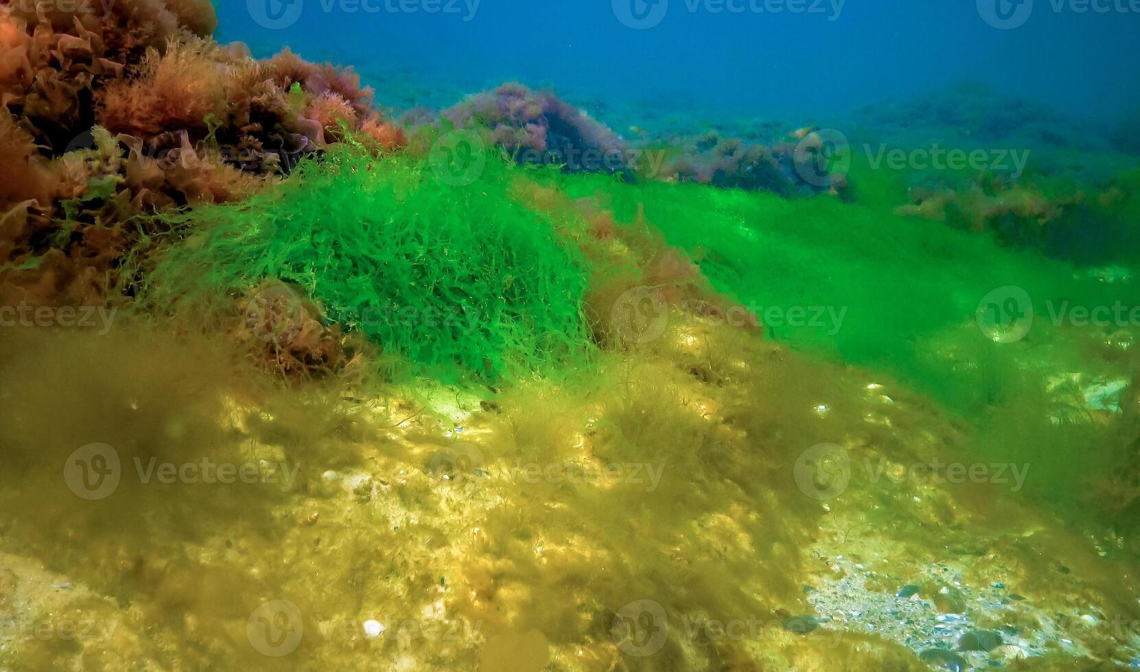 Underwater landscape, Black Sea. Green, red and brown algae on the seabed photo
