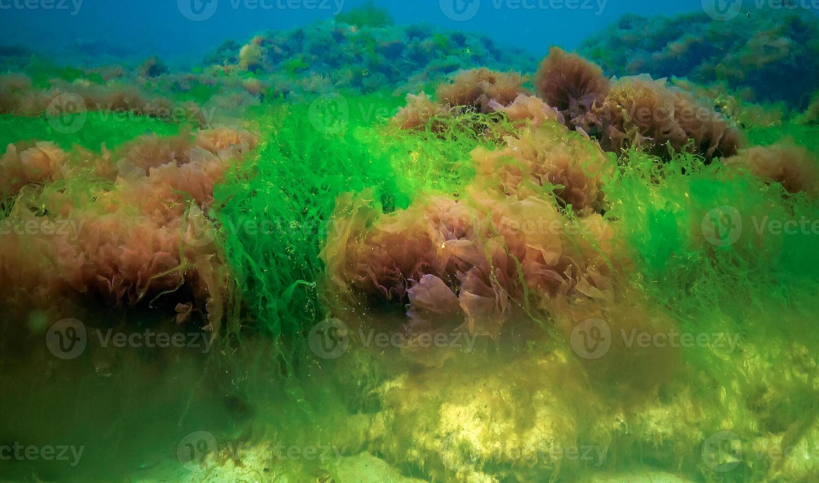 Underwater landscape, Black Sea. Green, red and brown algae on the seabed photo