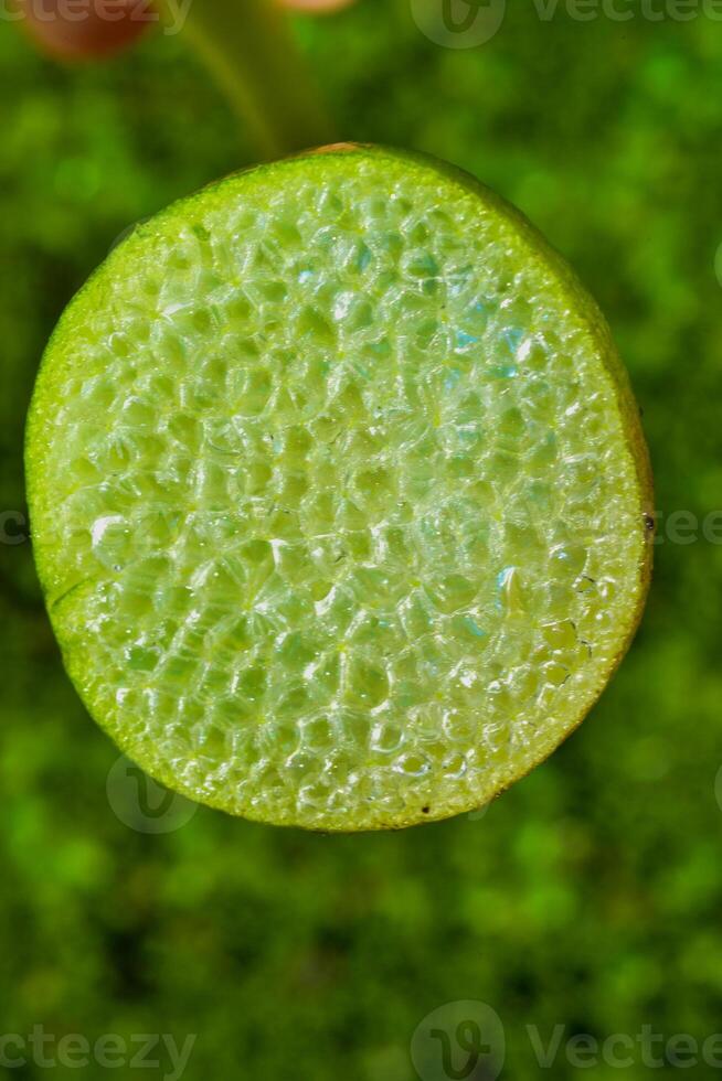 Cut Leaf with Air Cells of Floating Plant Pontederia crassipes Eichhornia crassipes photo