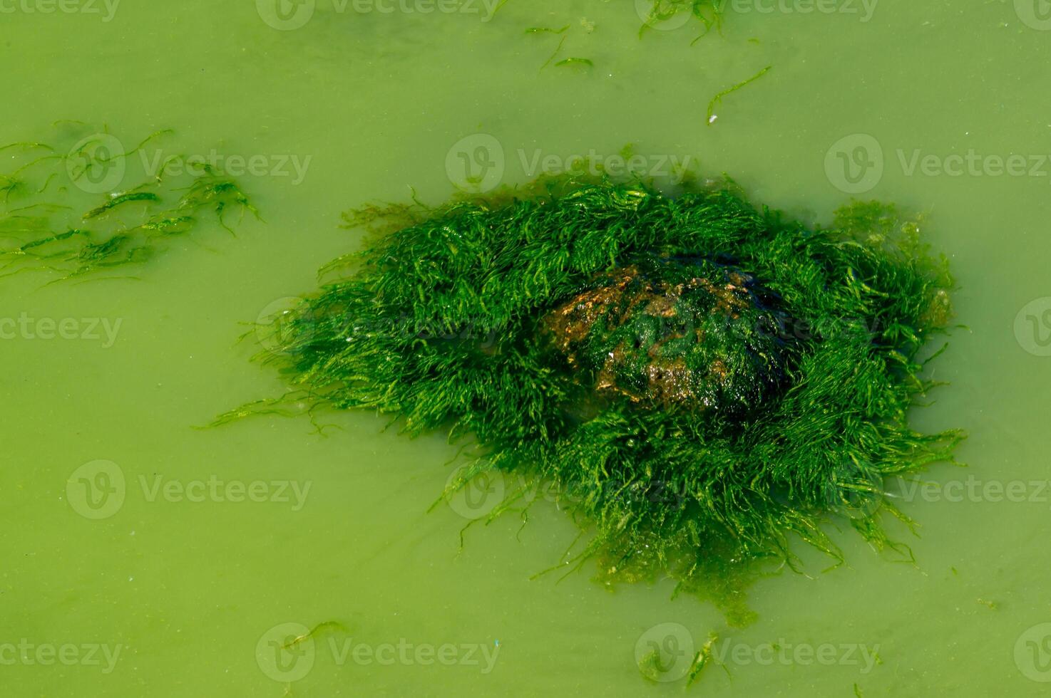 Eutrophication of the Khadzhibey estuary, blooms in the water of the blue-green algae Microcystis aeruginosa photo