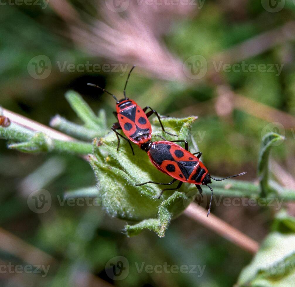 The firebug Pyrrhocoris apterus, mating bugs on a green plant photo