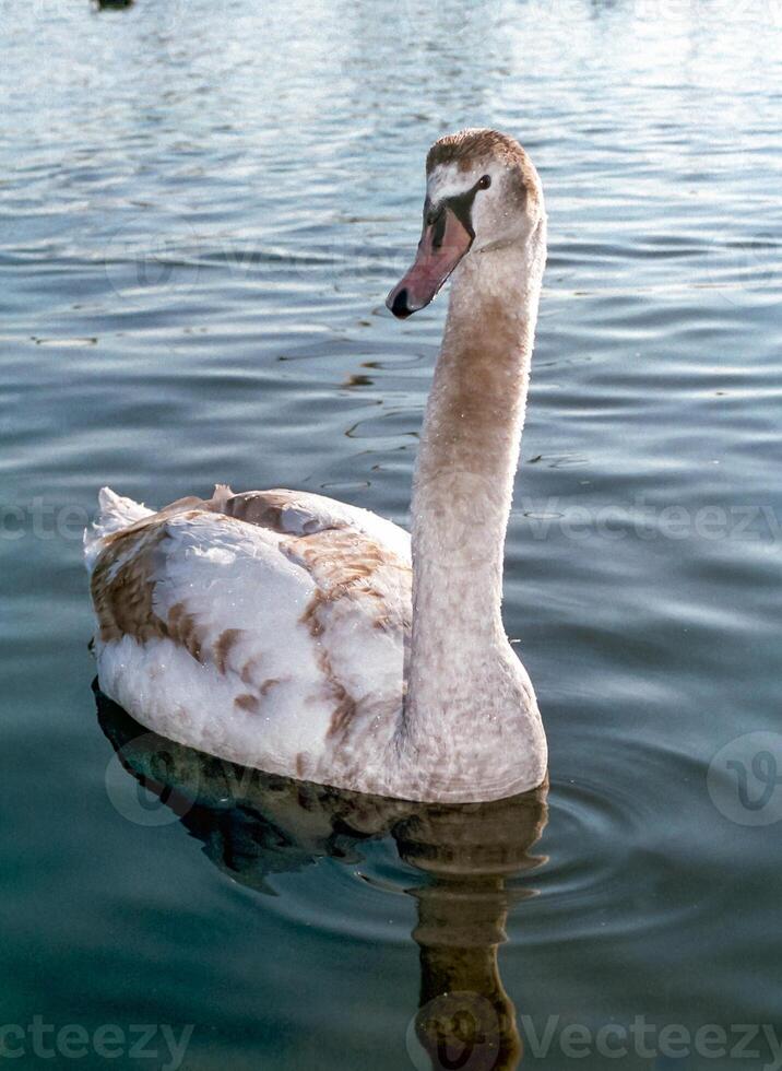 The mute swan Cygnus olor, an adult bird with a red beak swims in the sea photo