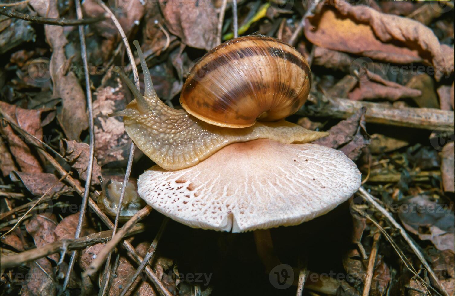 Burgundy snail, Roman snail Helix pomatia, a large clam with a large curled brown shell crawls photo
