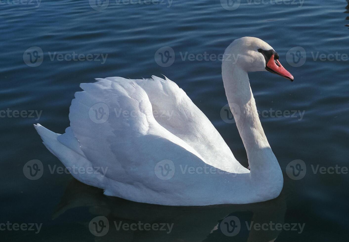 The mute swan Cygnus olor, adult bird swimming in the sea photo