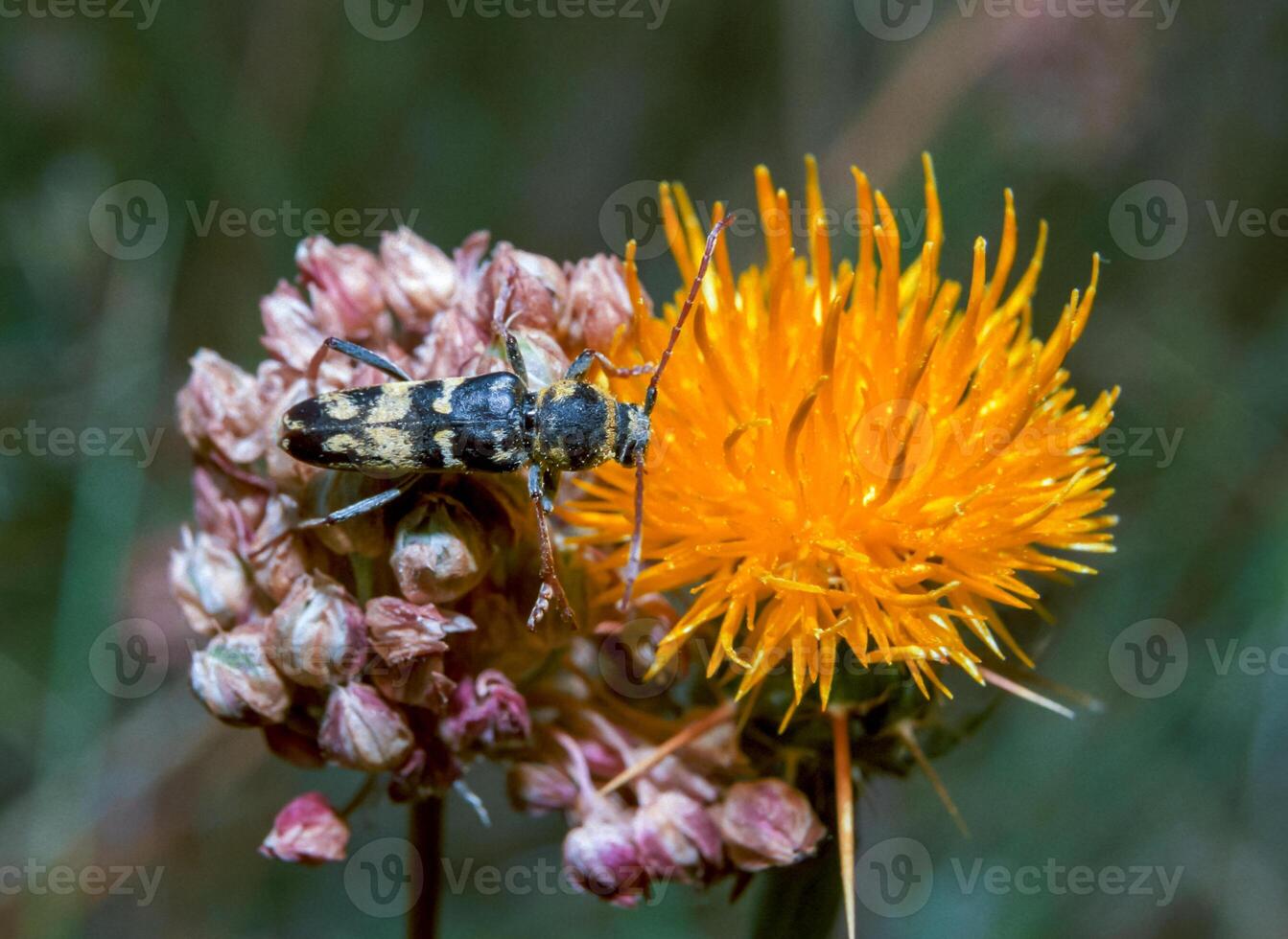 Xylotrechus sp., - longhorned beetle on a flower eats pollen and nectar photo