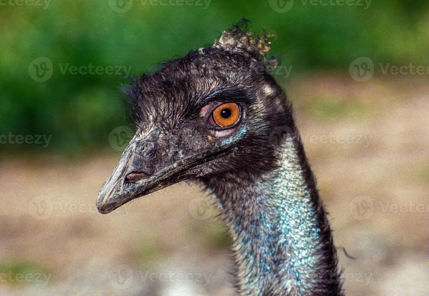 Close-up of the head of an Emu ostrich at the Odessa Zoo photo