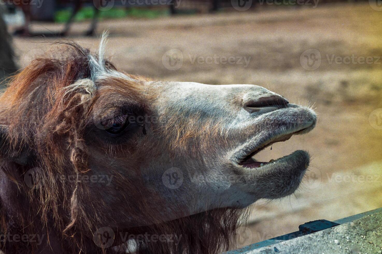 The Bactrian camel Camelus bactrianus, Close-up of an animal's head in a zoo photo