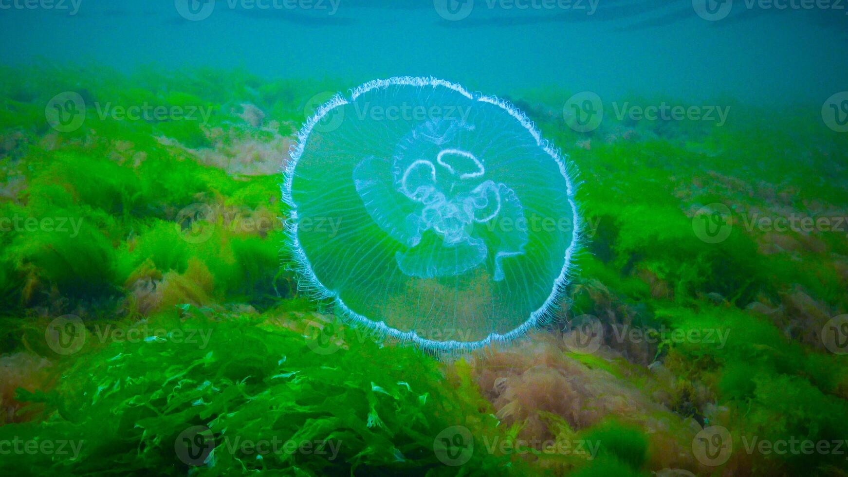 Moon jelly Aurelia aurita -moon jellyfish, common jellyfish photo