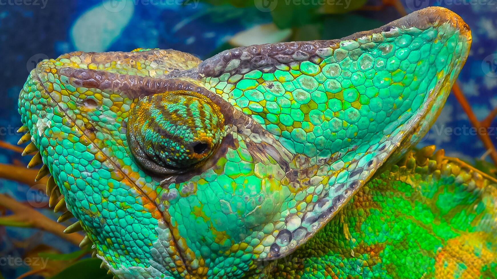The veiled chameleon, cone-head Chamaeleo calyptratus photo