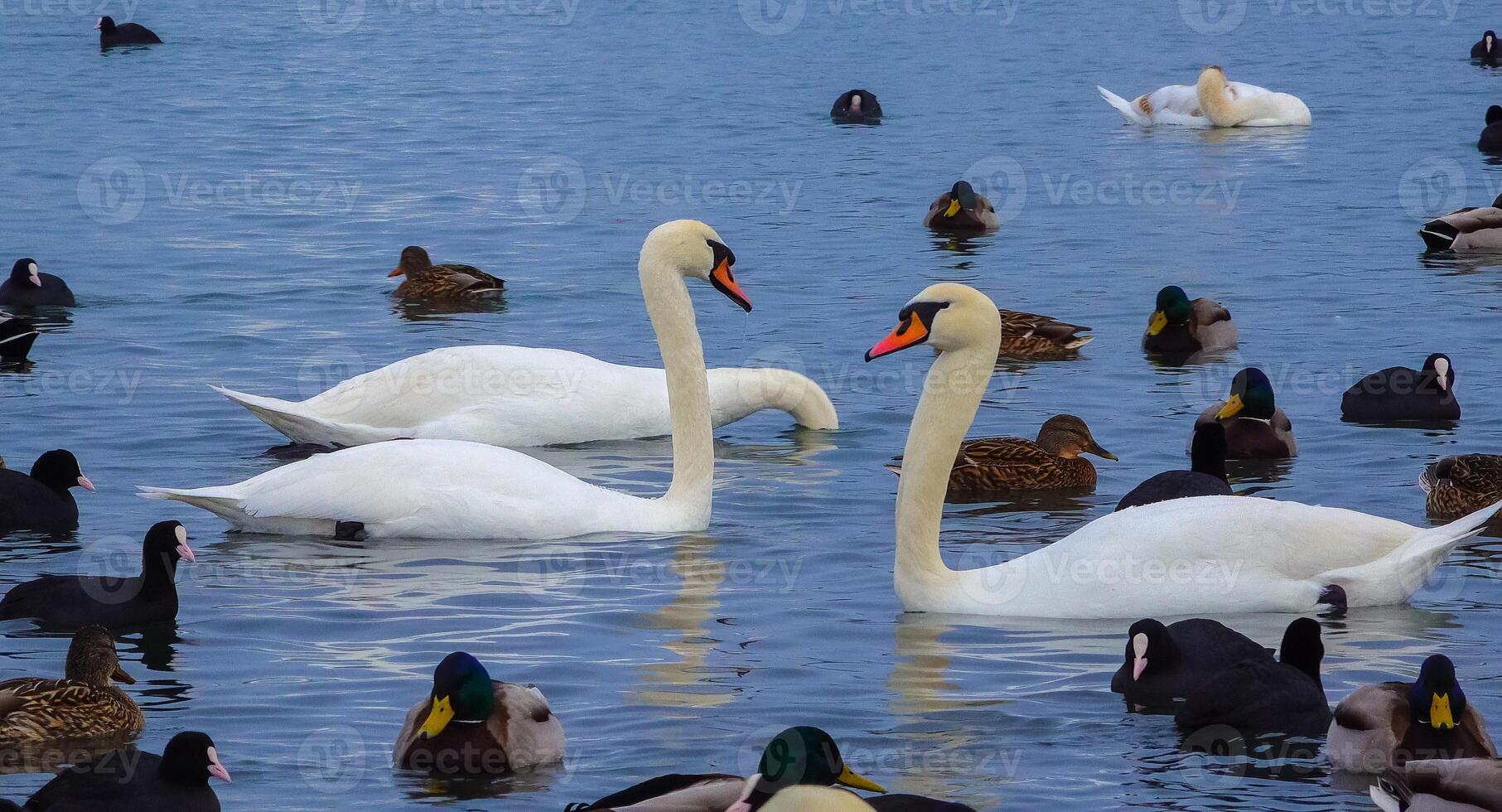 Birds of Europe. Mute swan Cygnus olor, gulls and ducks - wintering waterfowl in the Black Sea photo