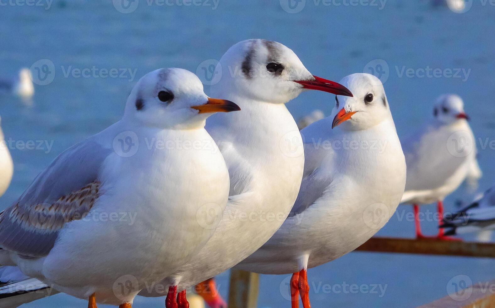 The black-headed gull Larus Chroicocephalus ridibundus. Birds of Ukraine photo