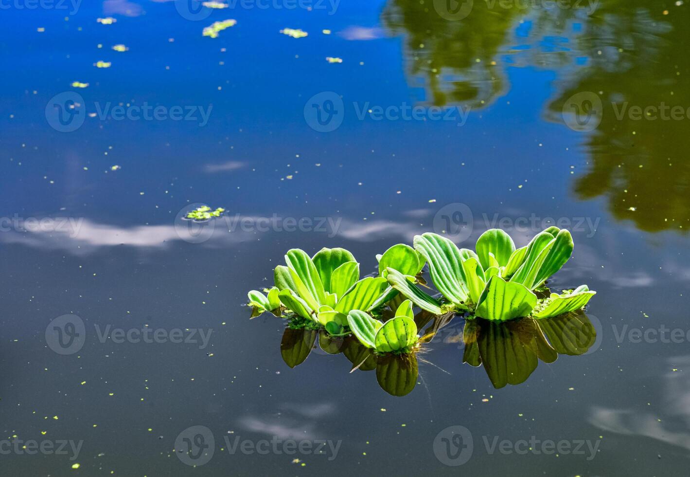 Aquatic plants floating on the surface of the water Pistia stratiotes photo