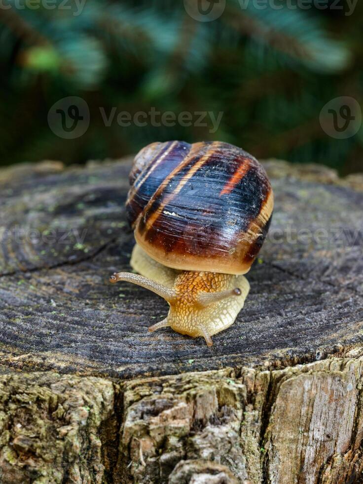 Helix albescens - Snail crawling in search of food in the garden photo