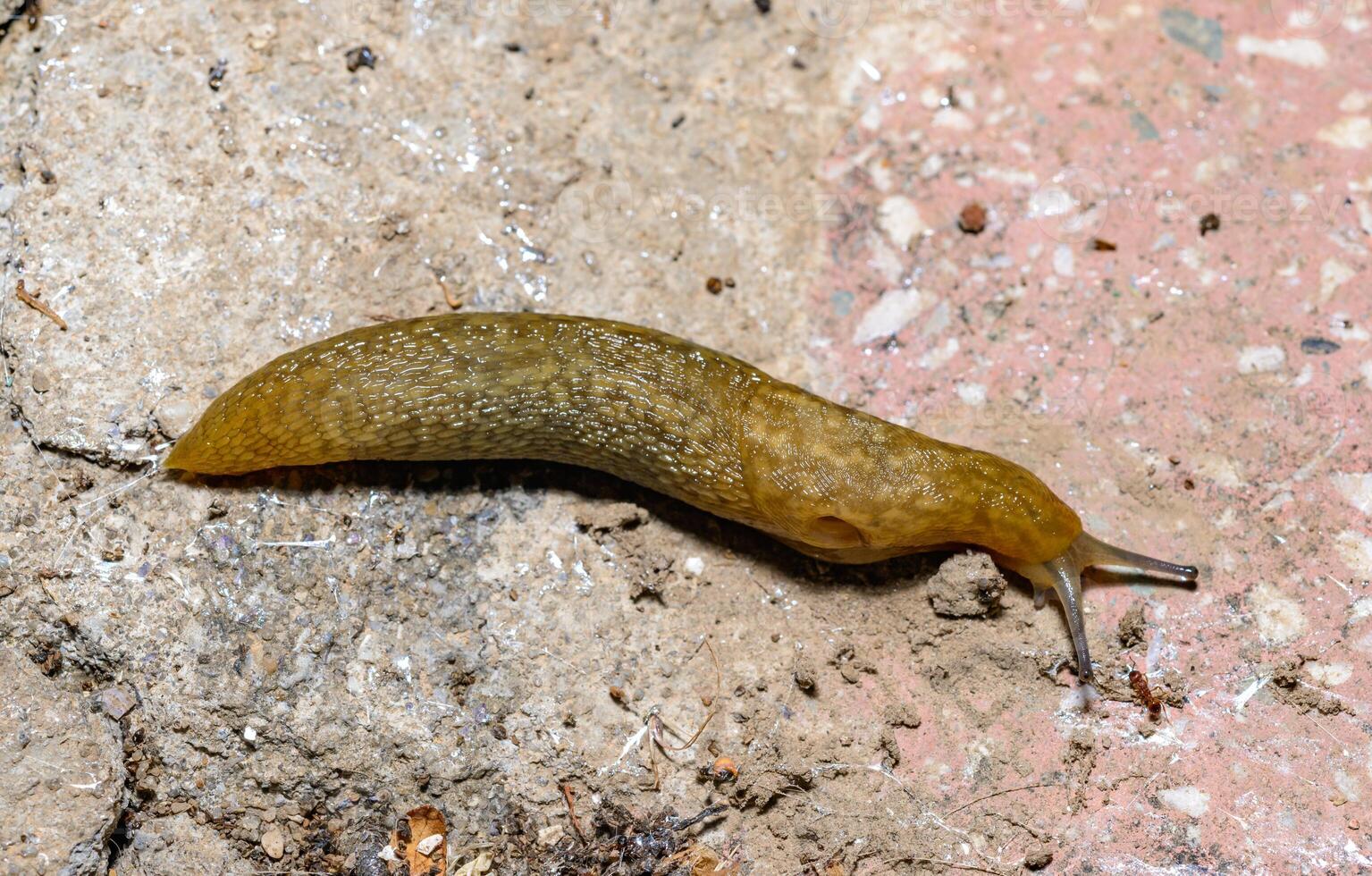 Limacus flavus - crawling yellow slug in the garden photo