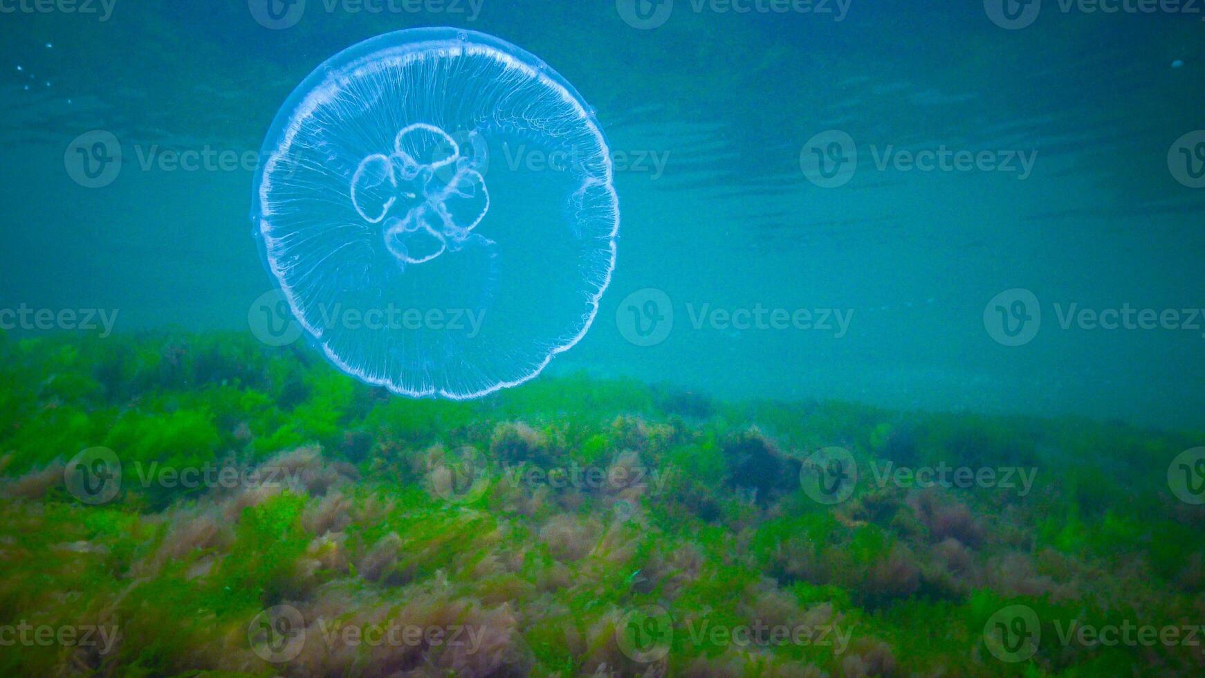 Moon jelly Aurelia aurita -moon jellyfish, common jellyfish photo