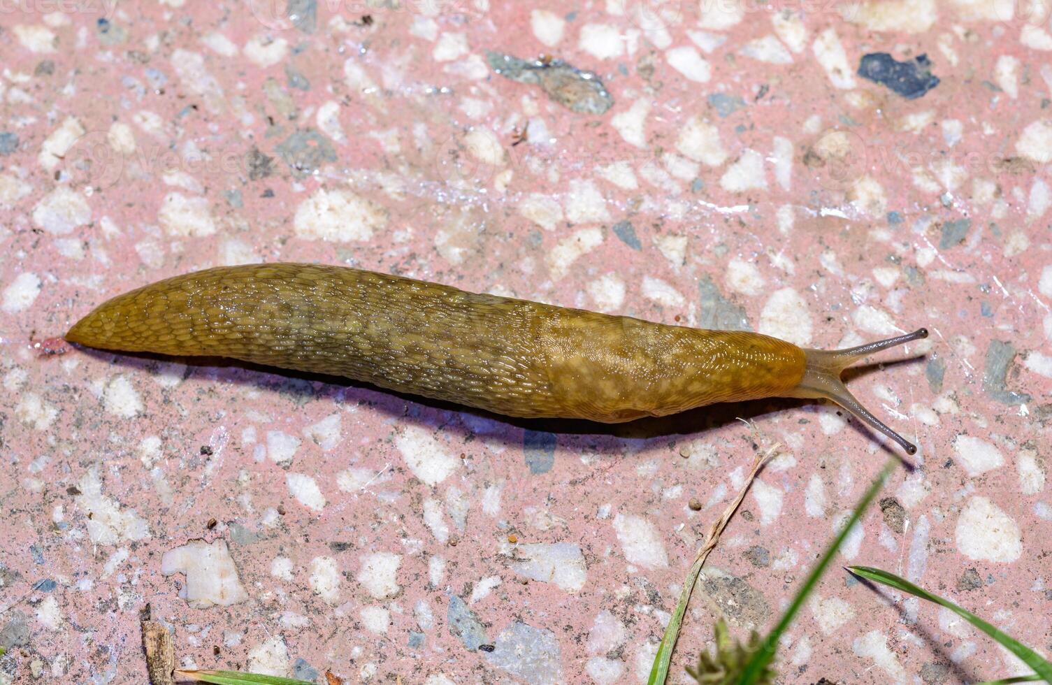 Limacus flavus - crawling yellow slug in the garden photo