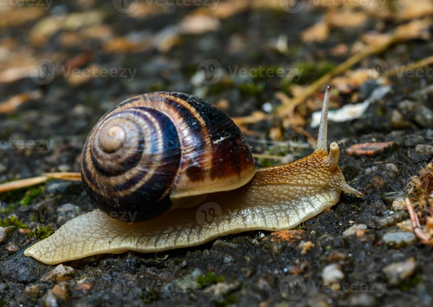Helix albescens - Snail crawling in search of food in the garden photo