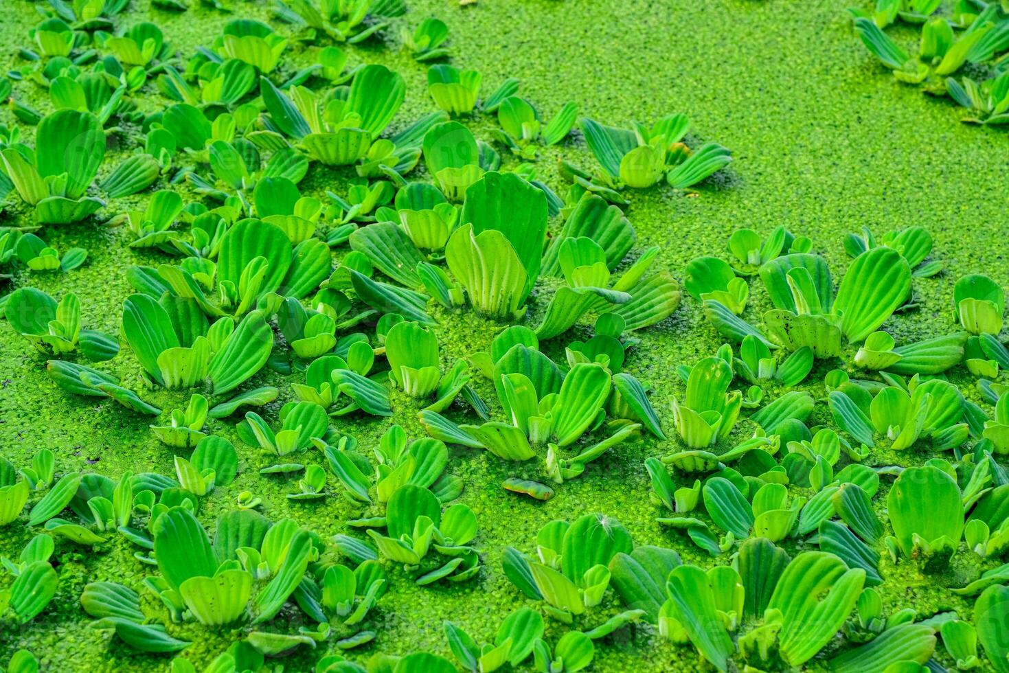 Floating aquatic plants Pistia stratiotes among duckweed and Wolffia in a stagnant pond photo
