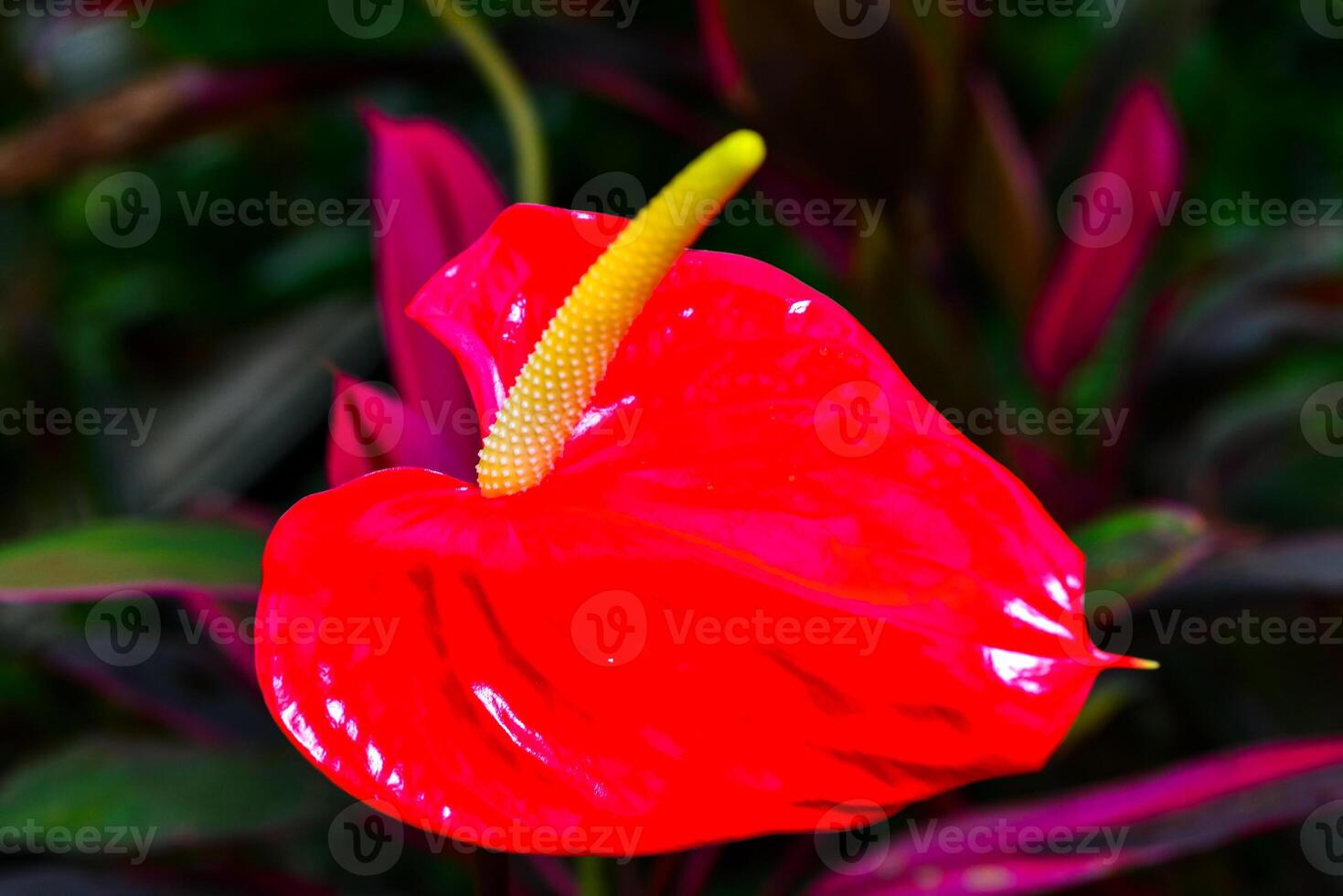 Anthurium tropical plant blooming with red flowers, close-up photo