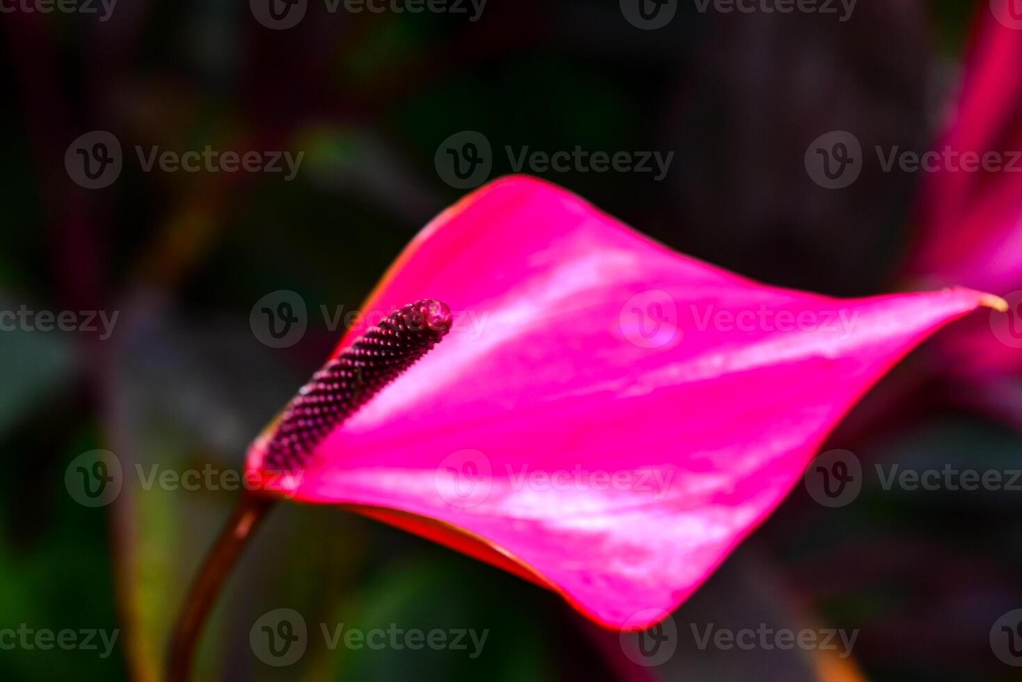 Anthurium tropical plant blooming with red flowers, close-up photo