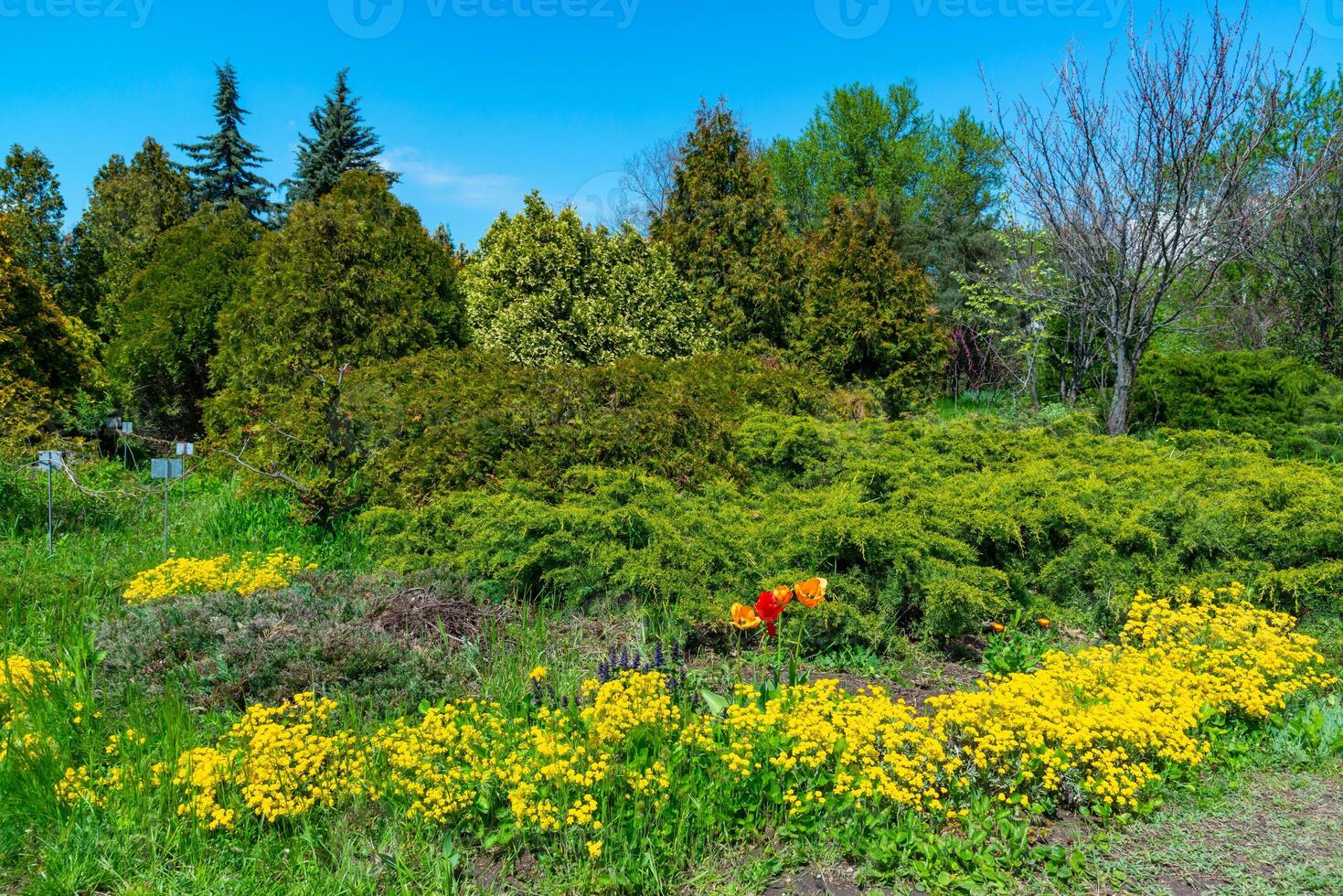 Flower bed with different types of plants against the background of coniferous trees in spring in a botanical garden photo