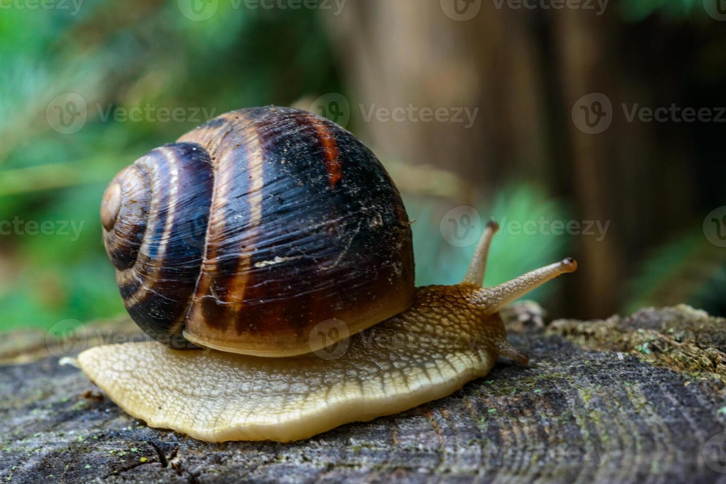 Helix albescens - Snail crawling in search of food in the garden photo