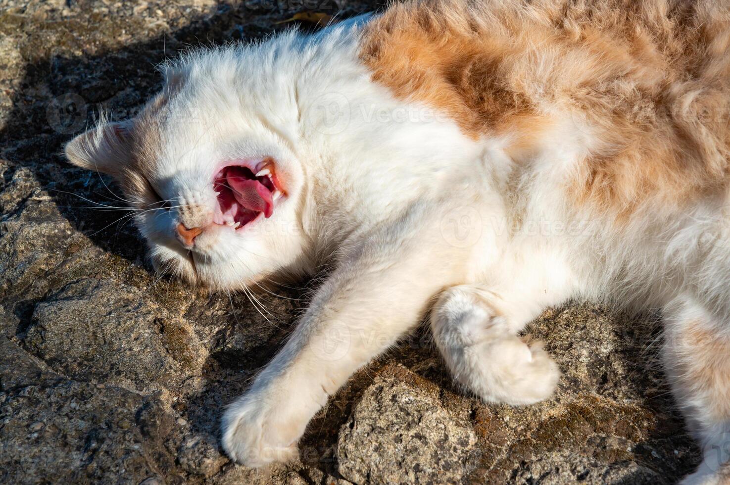 Domestic ginger cat with a white neck and paws yawns in his sleep photo