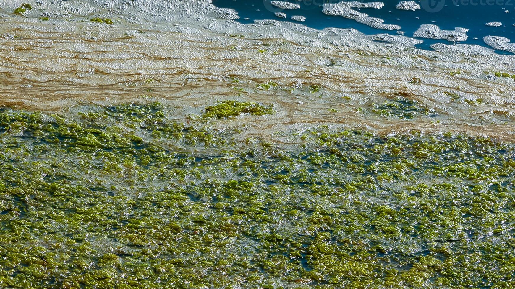 Dirty foam and rotting green algae near the shore in a salty hypertrophic lake in the Tiligul estuary photo