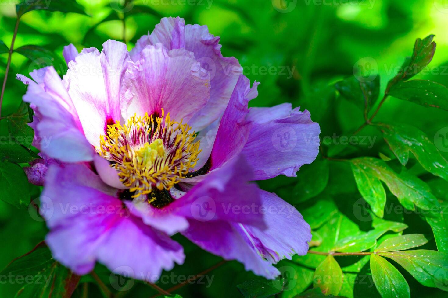 Close-up of tree peonies flowers in a garden in Odessa photo