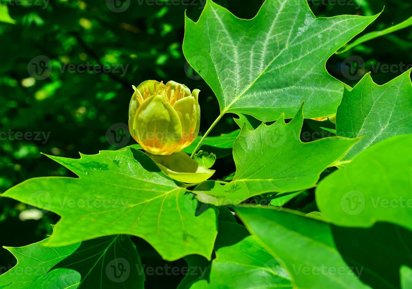 Liriodendron tulipifera - Yellow flowers on a background of green leaves photo
