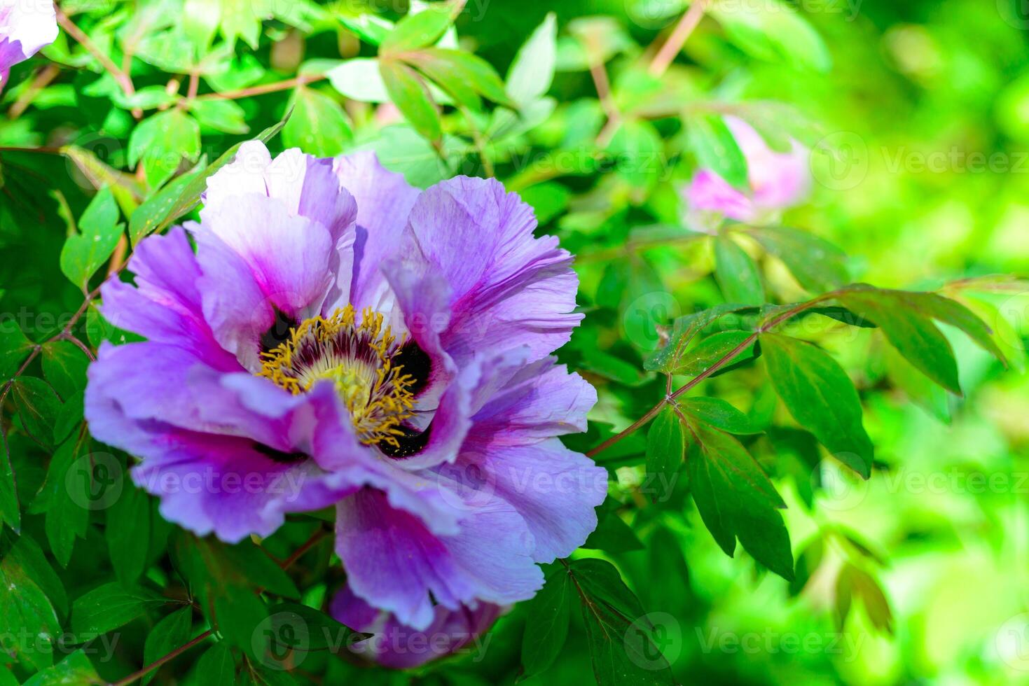 Close-up of tree peonies flowers in a garden in Odessa photo